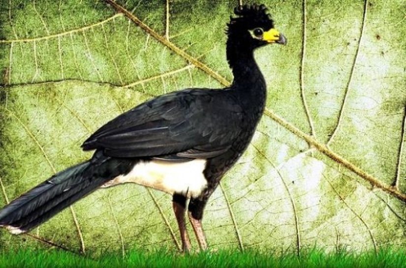 Mutum de Alagoas será reintroduzido na natureza em menos um ano