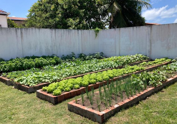Programa Hortas Urbanas transforma espaços em centros de bem-estar e segurança alimentar em Alagoas