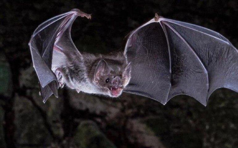 Cientistas brasileiros identificam novo subgênero de coronavírus em morcegos