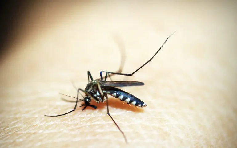 Dengue: Brasil terá 149% mais casos em 2024 do que registrado no pior ano da série histórica; veja infográfico