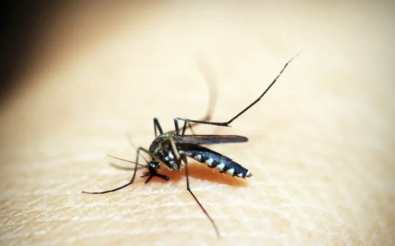Quase 4 bilhões de pessoas correm risco de infecção pelo Aedes