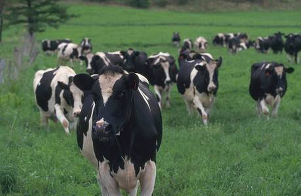 Animal contraiu doença em frigorífico do Mato Grosso / Getty Images