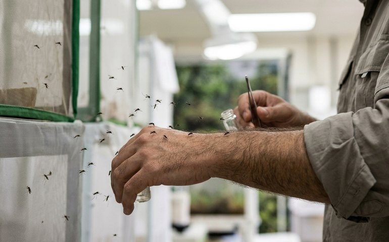 Por que os mosquitos te escolhem? Estudo revela padrões de voo e preferências dos insetos