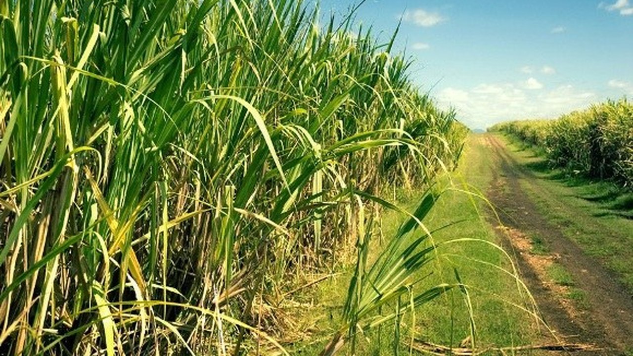 Governo de Alagoas reafirma apoio aos fornecedores de cana do Estado