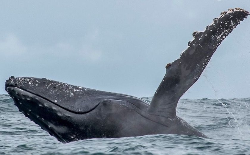 Brasil vive aumento do turismo de observação de baleias