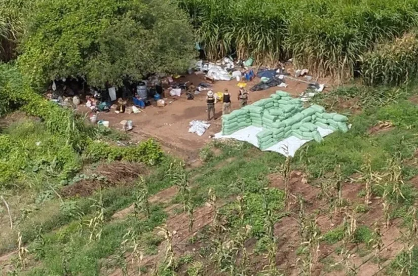 Cerca de 2 toneladas de droga são apreendidas em ação da PF, na divisa entre Alagoas e Bahia