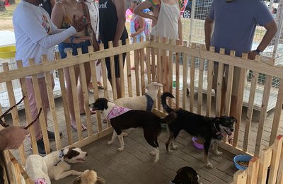 Saiba tudo sobre a Feira de Adoção de Animais neste domingo