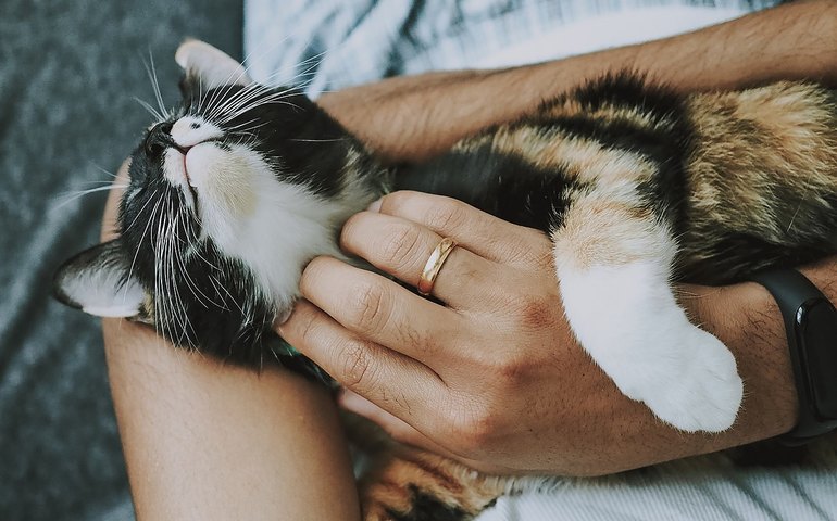 Cuidados com os pets em tempos de dengue