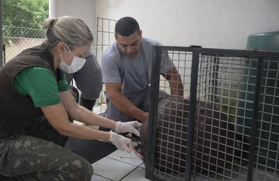 Filhote de capivara resgatado em Atalaia recebe cuidados no Cetas