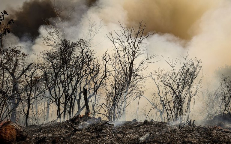 ICMBio suspeita de incêndio criminoso na Floresta Nacional de Brasília