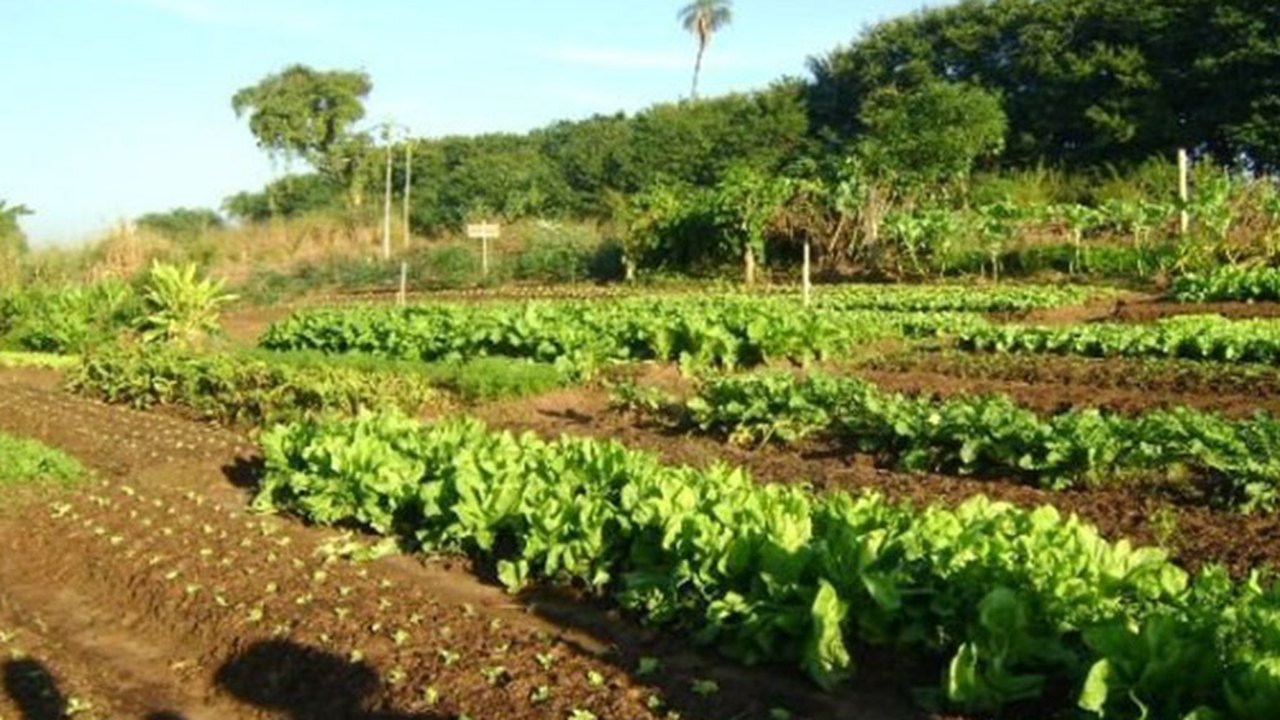 APL Horticultura no Agreste participa de missão técnica em Sergipe