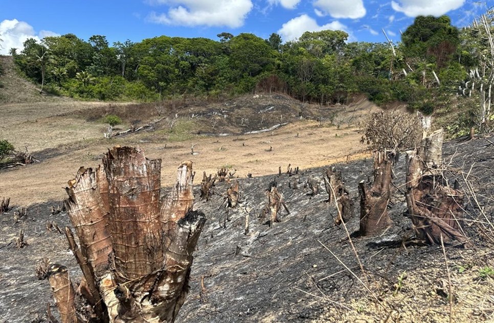 desmatamento / Foto: Reprodução/SSP