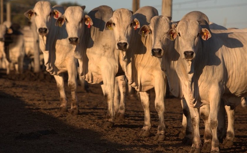 Emissão de metano no Brasil cresce 6% em 4 anos, puxada por pecuária, mostra relatório