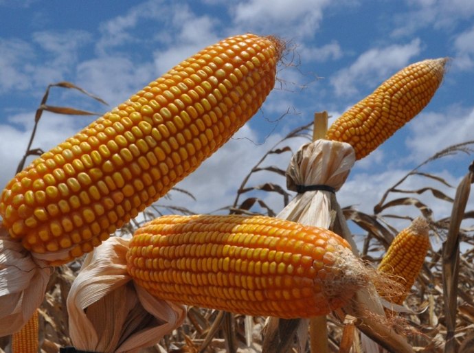 Alagoas atrai investimento de produtor de grãos sergipano