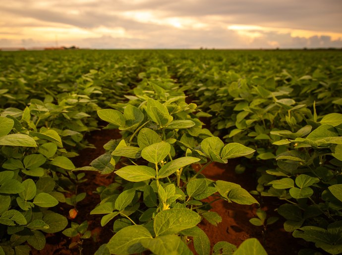UPL lança Nuvita, biossolução com foco em nutrição inteligente de plantas