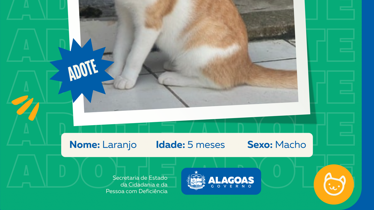 Programa Adote Um Animal inicia divulgação dos cães e gatos aptos para adoção