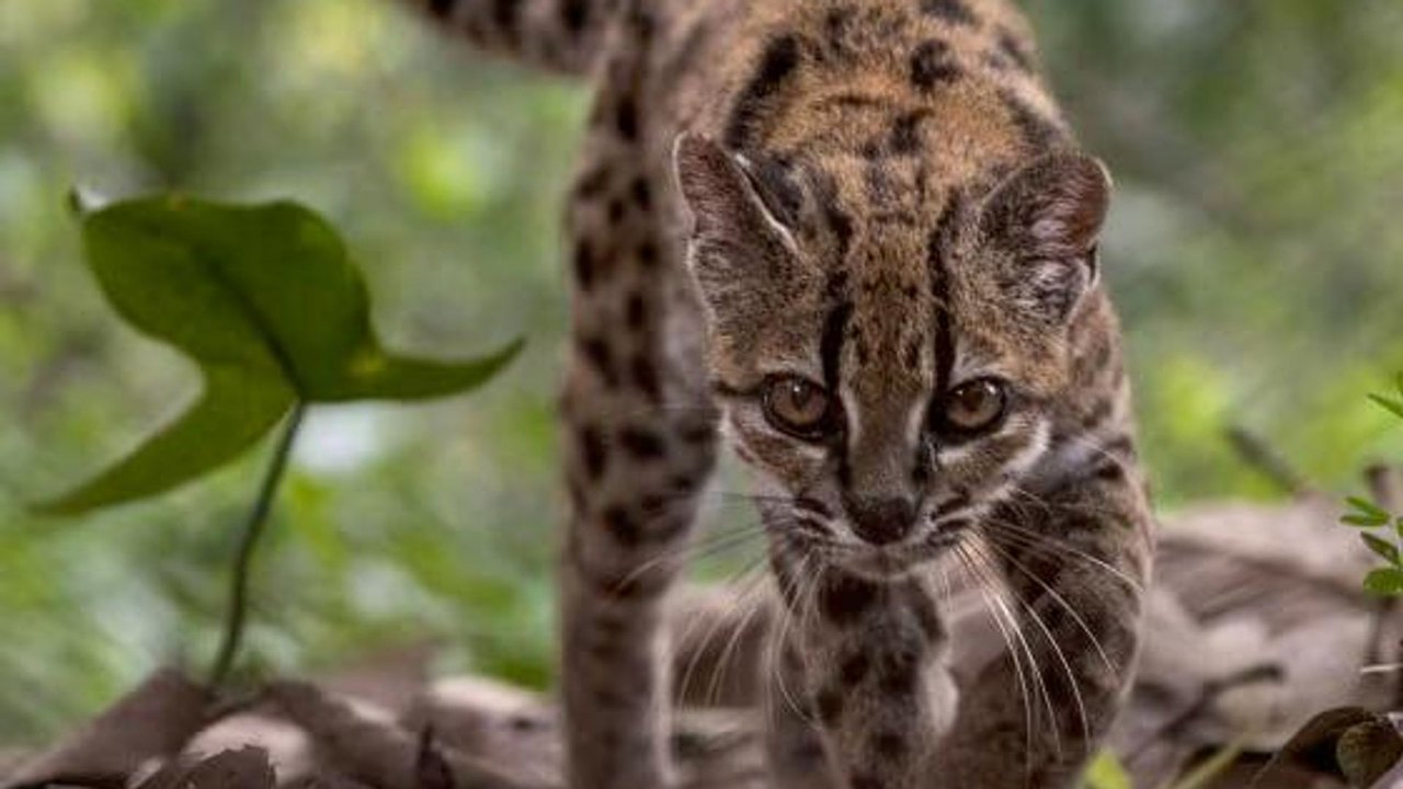 Pela 1ª vez em 100 anos, cientistas descobrem nova espécie de gato