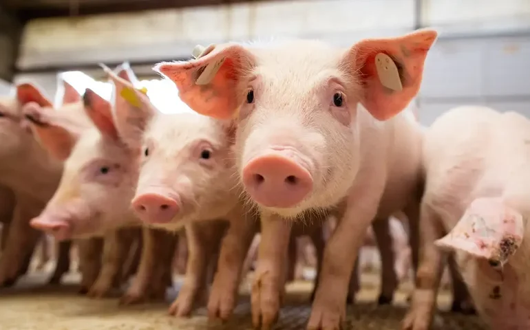 Cinco laboratórios espanhóis são investigados por possível origem de surto de peste suína