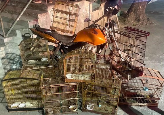 Batalhão Ambiental apreende arma, recupera moto roubada e resgata animais silvestres durante ações na Zona da Mata