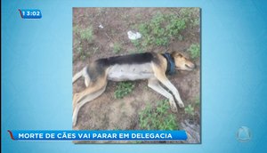 Cão morto