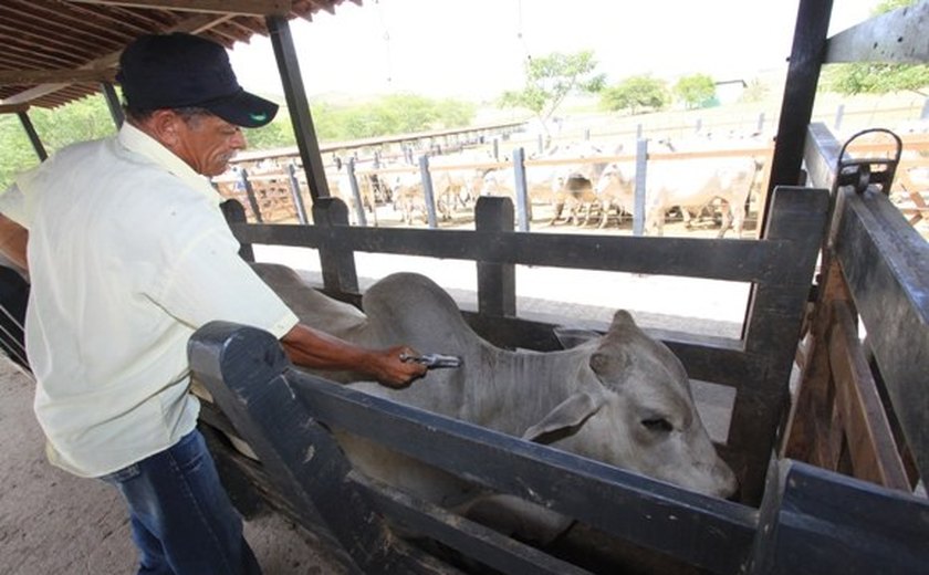 Adeal divulgará resultado da campanha contra febre aftosa dia 10 de julho