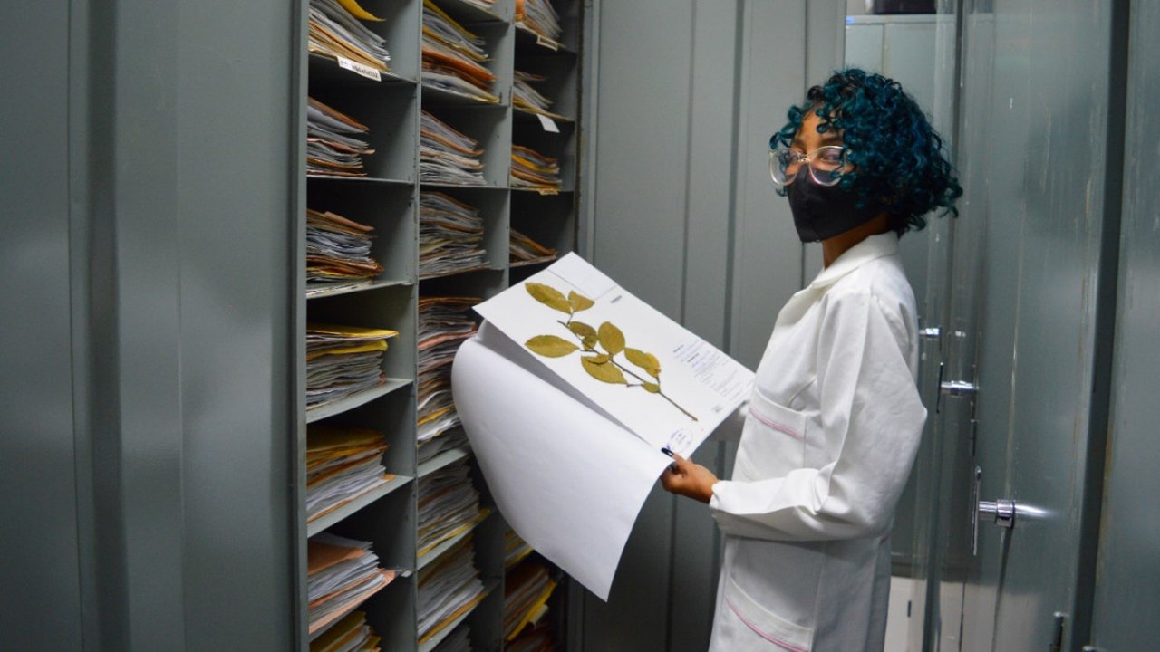 Herbário MAC abre inscrições para a 20ª Semana de Museus
