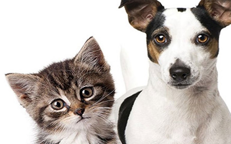 Feira de adoção de cães e gatos acontece no próximo domingo