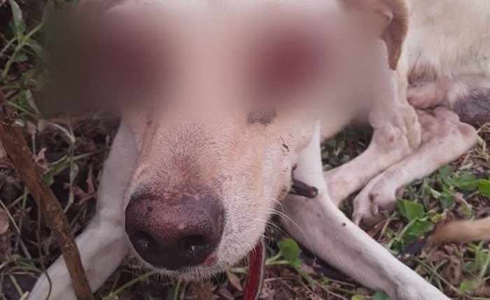 OAB foi acionada após cachorro ter os olhos arrancados