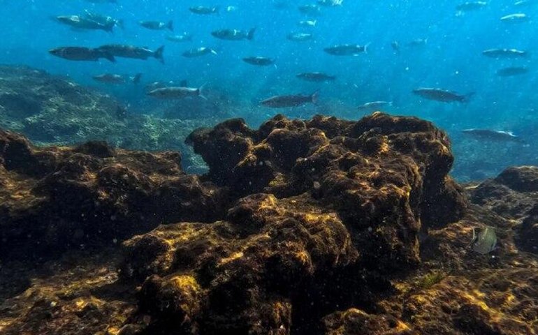 El Niño afeta pesca no Brasil e altera ecossistema marinho do Atlântico, diz estudo
