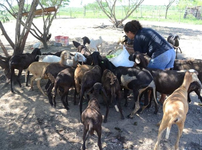 Arranjo Produtivo Ovinocaprinocultura terá assistência técnica da Emater