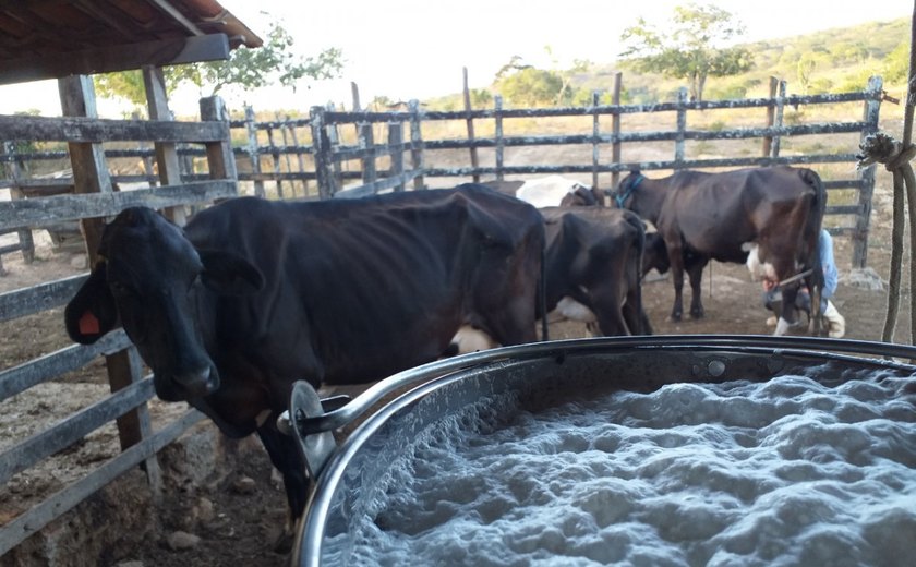 Emater gera aumento de 60% na produção de leite de bovinocultor em Olho D’Água das Flores