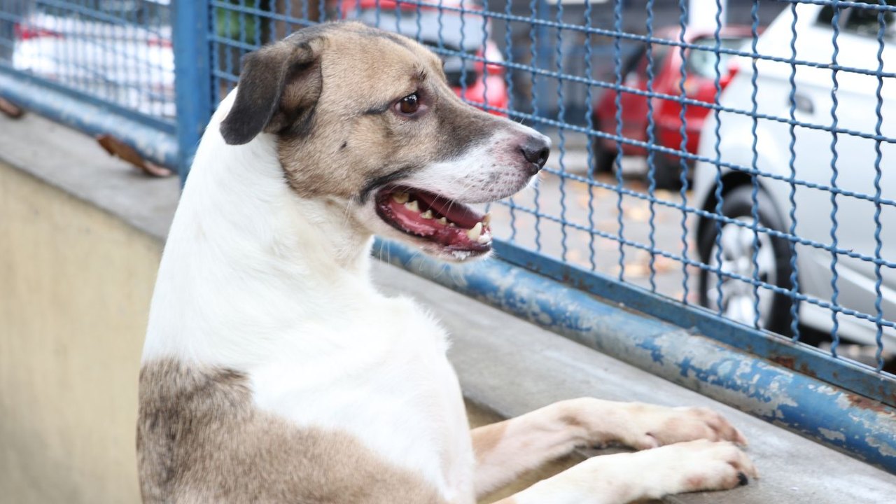 Milhões vulneráveis: os animais em risco no Brasil