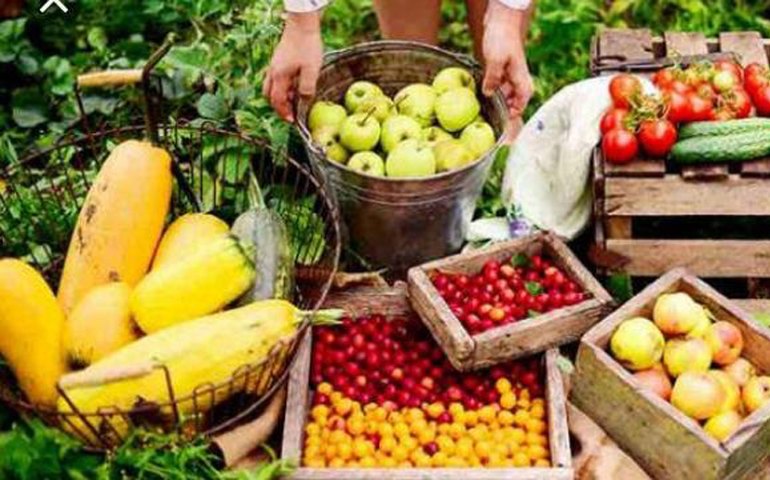 Rota da Fruticultura avança pelo interior do Ceará e de Alagoas para gerar desenvolvimento; Palmeira é o polo no Estado
