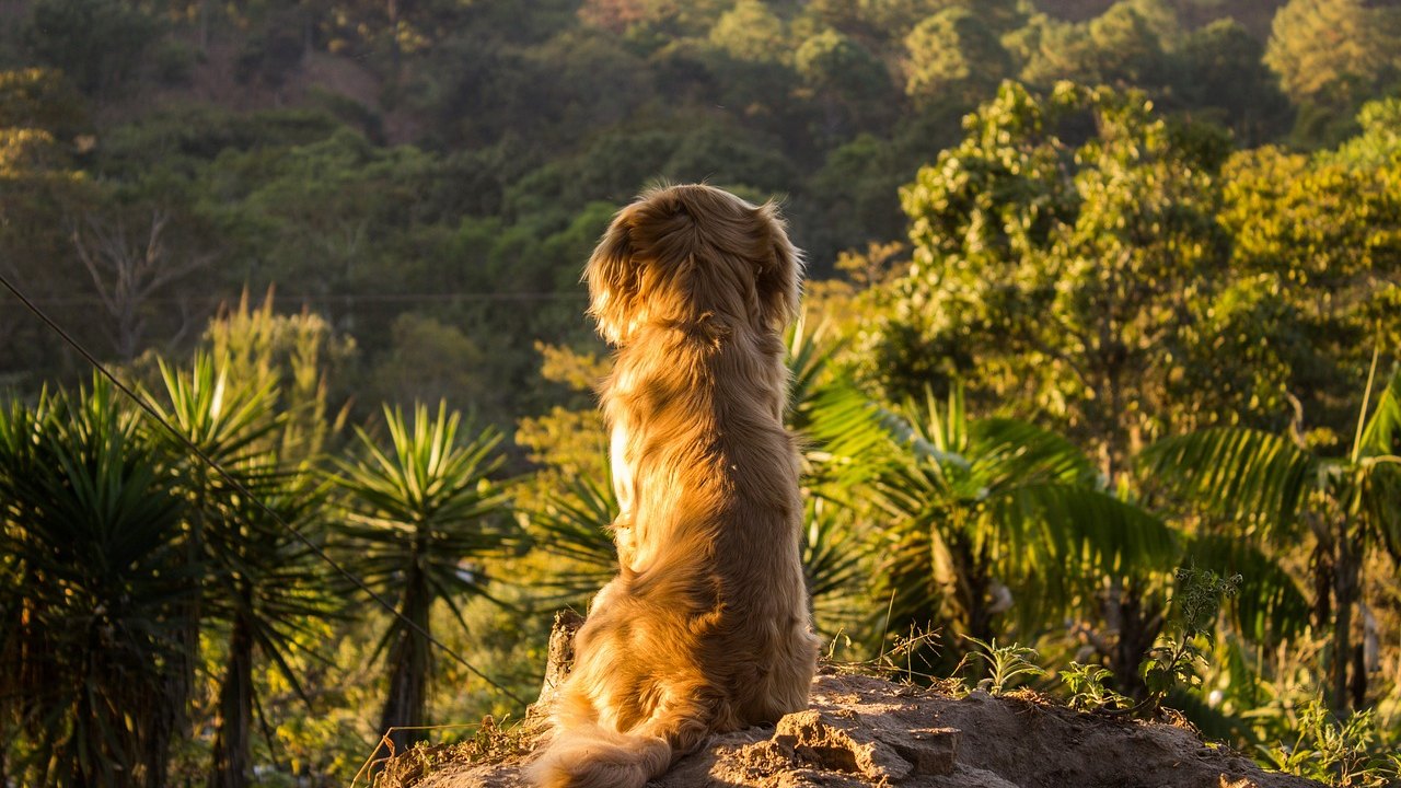 Já é tempo de planejar as férias com o seu pet