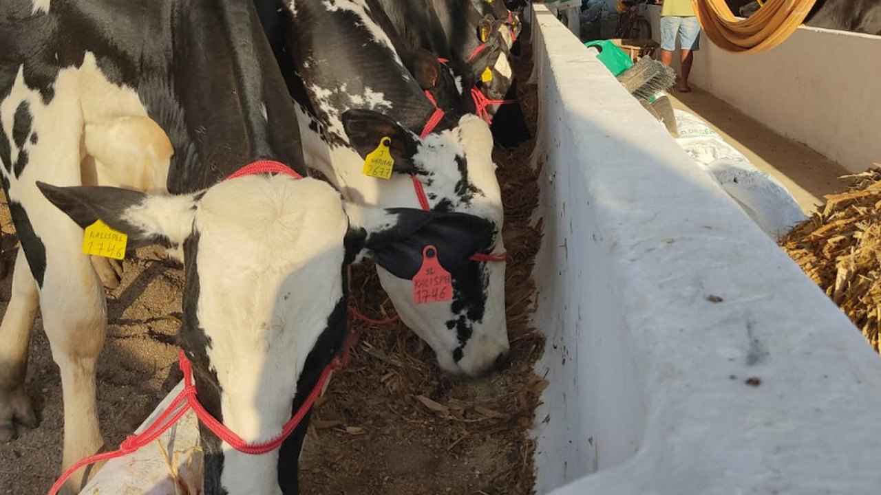 Produtores de leite comemoram equilíbrio do preço e liberação de crédito a baixo custo