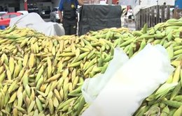 Plantão do milho funciona por 24 horas até o Dia de São João