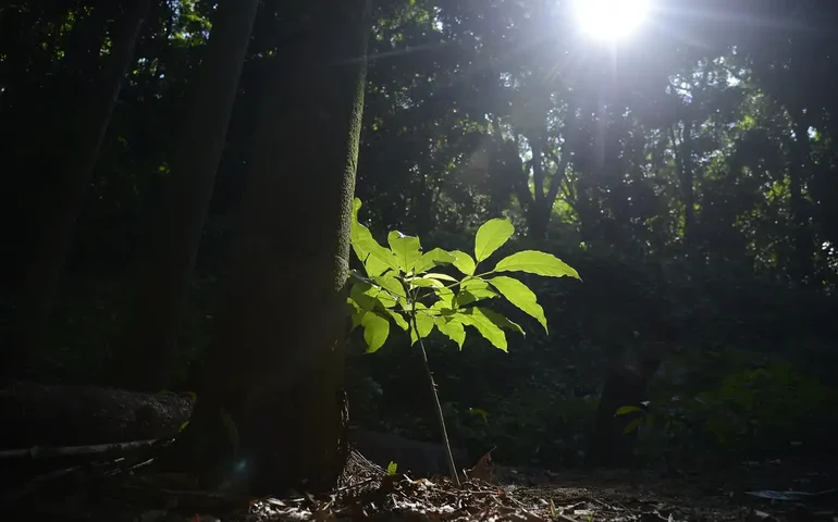 Sesc São Paulo tem programação especial na Semana do Meio Ambiente