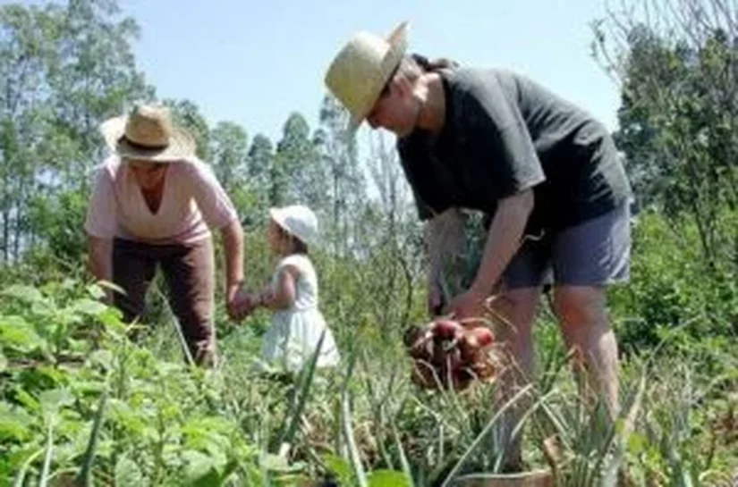 Lei amplia percentual para aquisição de alimentos da agricultura familiar pelo Pnae