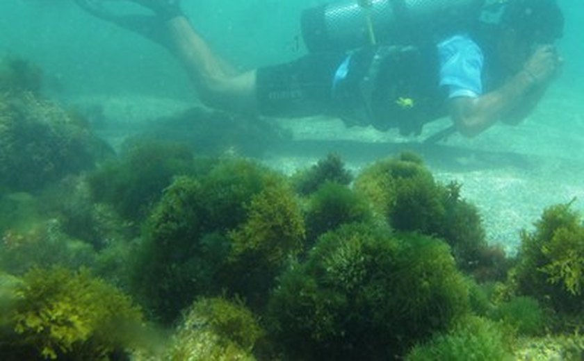 Livro apresenta a biodiversidade recifal e lagunar de Alagoas