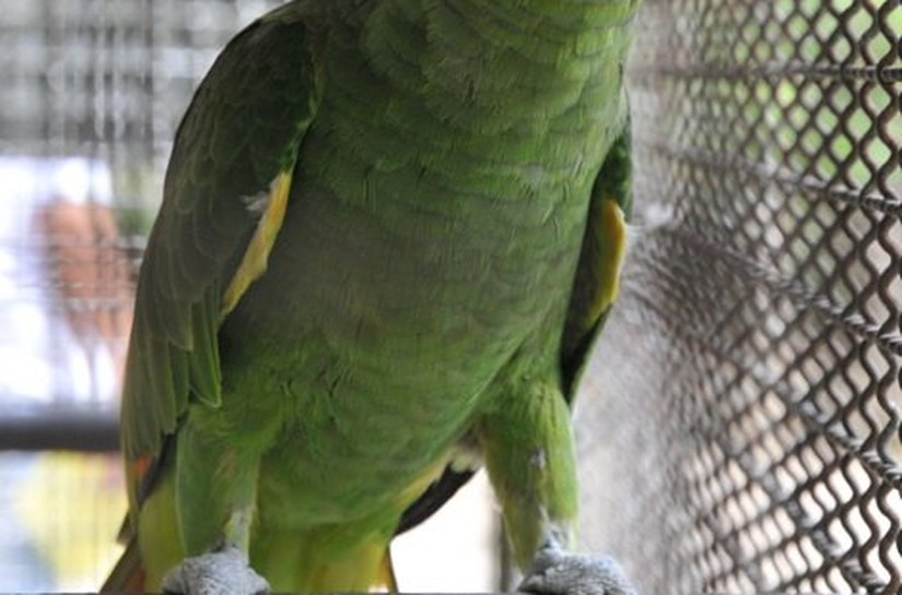 Cepram aprova resolução sobre animais silvestres apreendidos ou resgatados