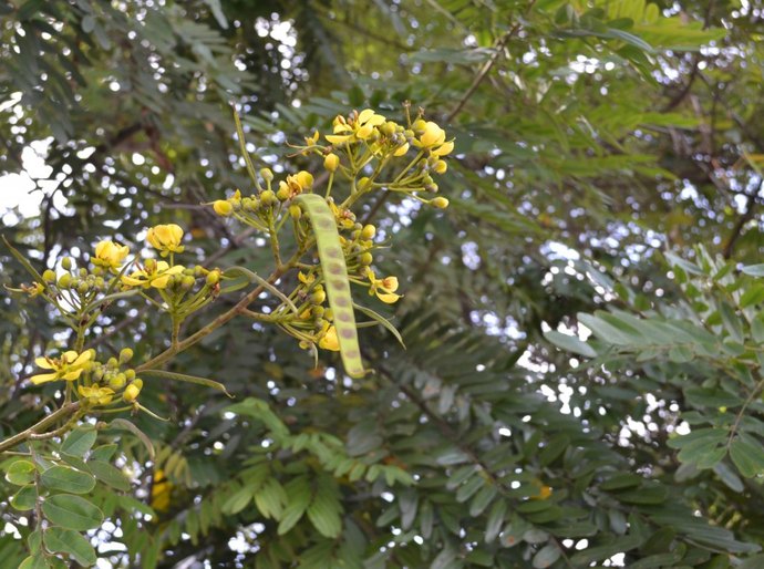 Florescer de árvores anuncia beleza da Primavera em Maceió