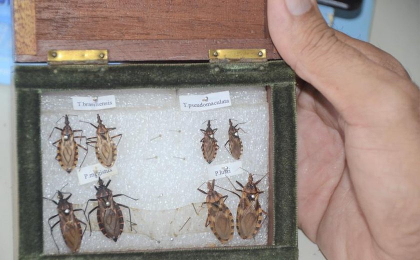 Doenças de Chagas pode ser transmitida de outras formas além da picada do inseto