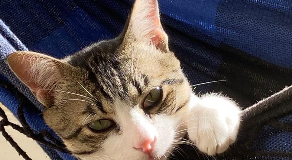 Harry, 1 ano / Foto: Arquivo pessoal