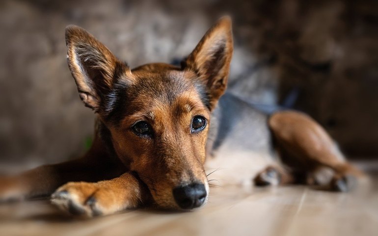 Como proteger pets do estresse causado por fogos de artifício