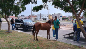 6874e604-53f8-4396-8db5-fb886405866f / Foto: Foto: Depama/SE