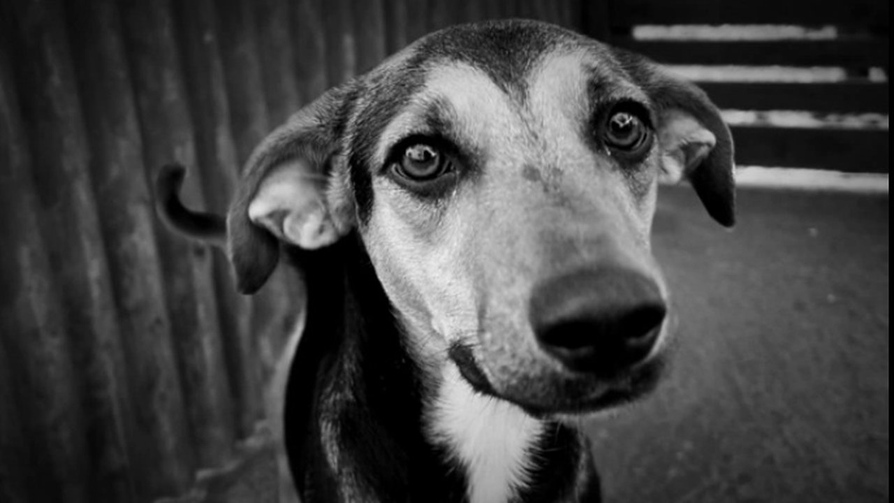 Documentário do filme ‘Vira-latas os verdadeiros cães de raça’ corre o risco de não passar nos cinemas