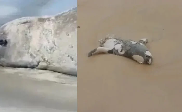 Elefante-marinho conhecido como Leôncio foi encontrado morto em Jequiá da Praia