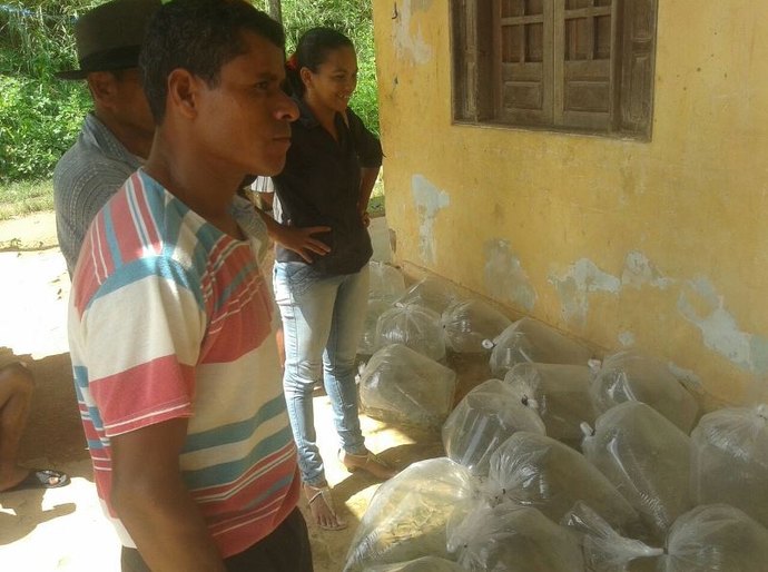 Secretaria de Agricultura distribui 248 mil alevinos de tilápia no mês de abril