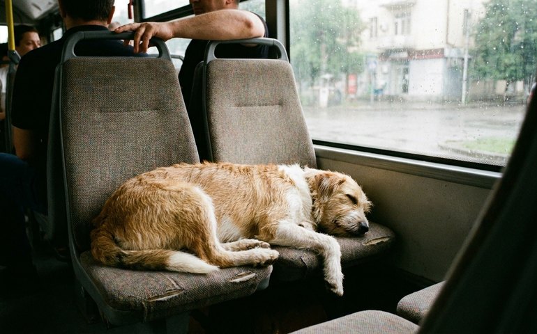 Cachorro dorme em assentos de ônibus na Geórgia e viraliza nas redes