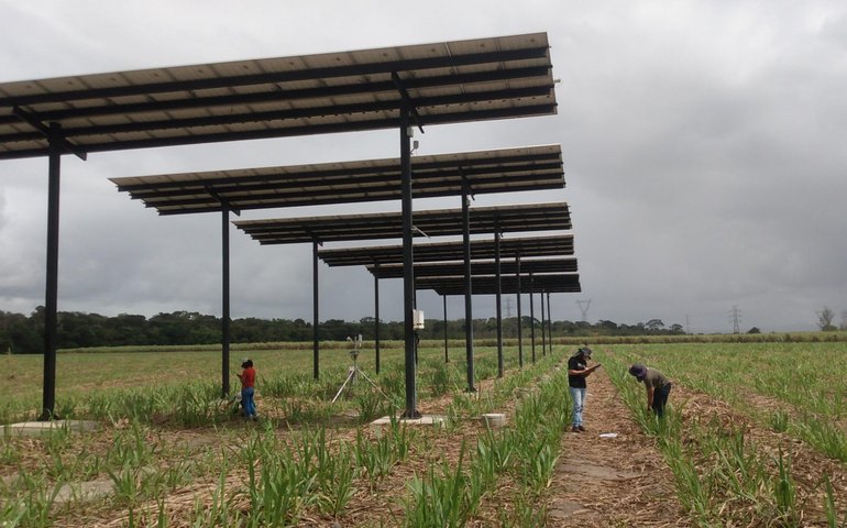 Pesquisa financiada pelo Governo capta energia solar potencializando produção da cana-de-açúcar